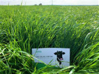 Zmesi tráv, športových trávnikov, tráv, divých tráv. Poľské trávne semená