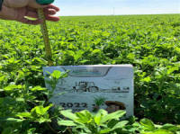 Zmesi tráv, športových trávnikov, tráv, divých tráv. Poľské trávne semená