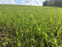 Zmesi tráv, športových trávnikov, tráv, divých tráv. Poľské trávne semená 09