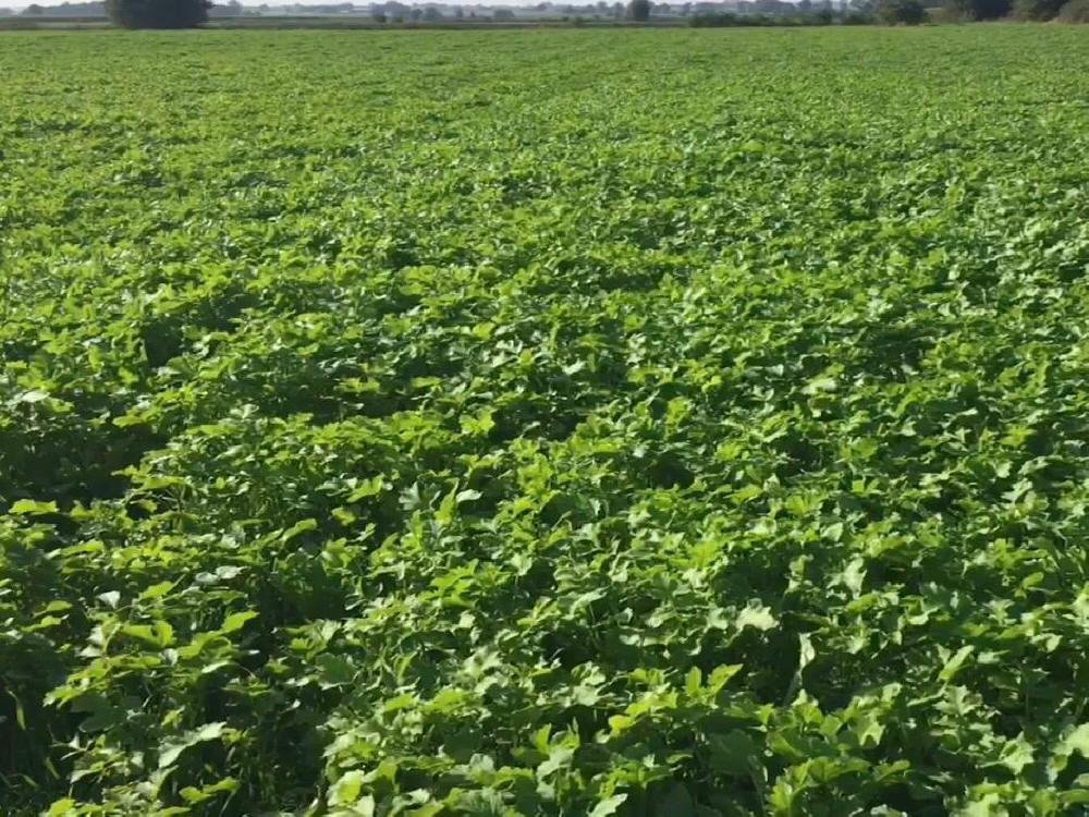 Trávne zmesi, športové trávniky, trávy, pastviny