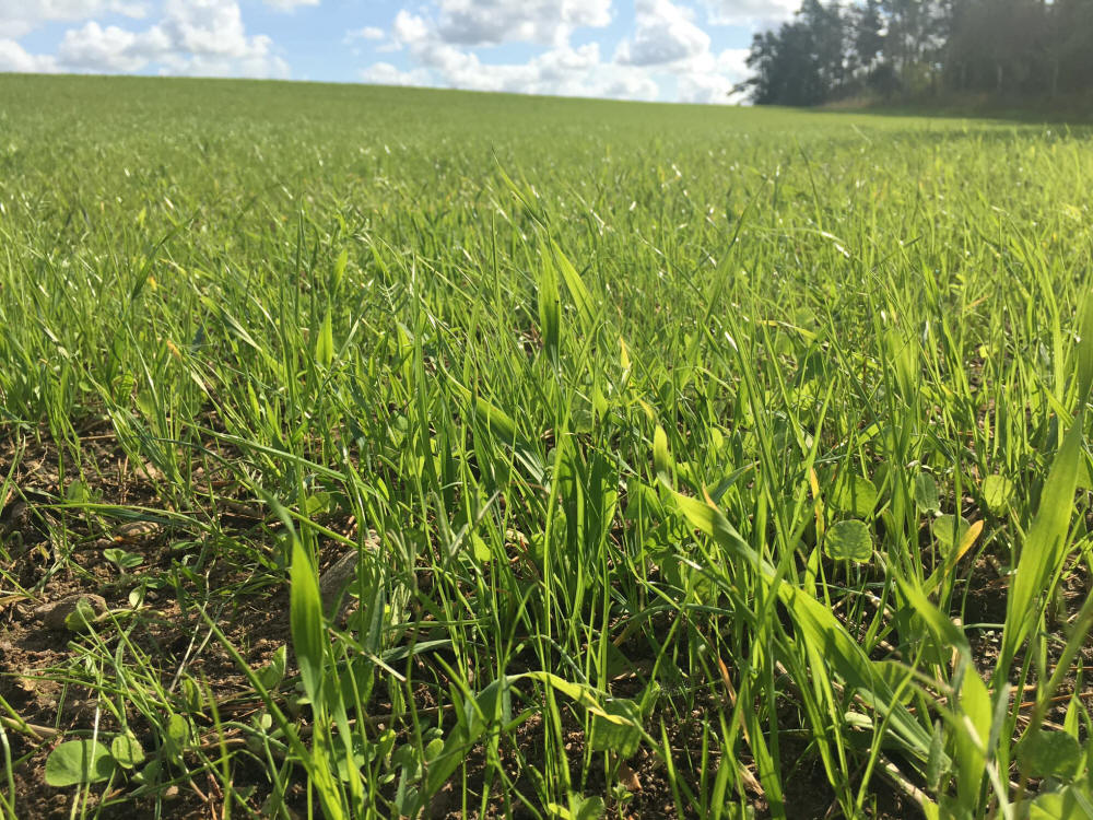 Trávne zmesi, športové trávniky, trávy, pastviny