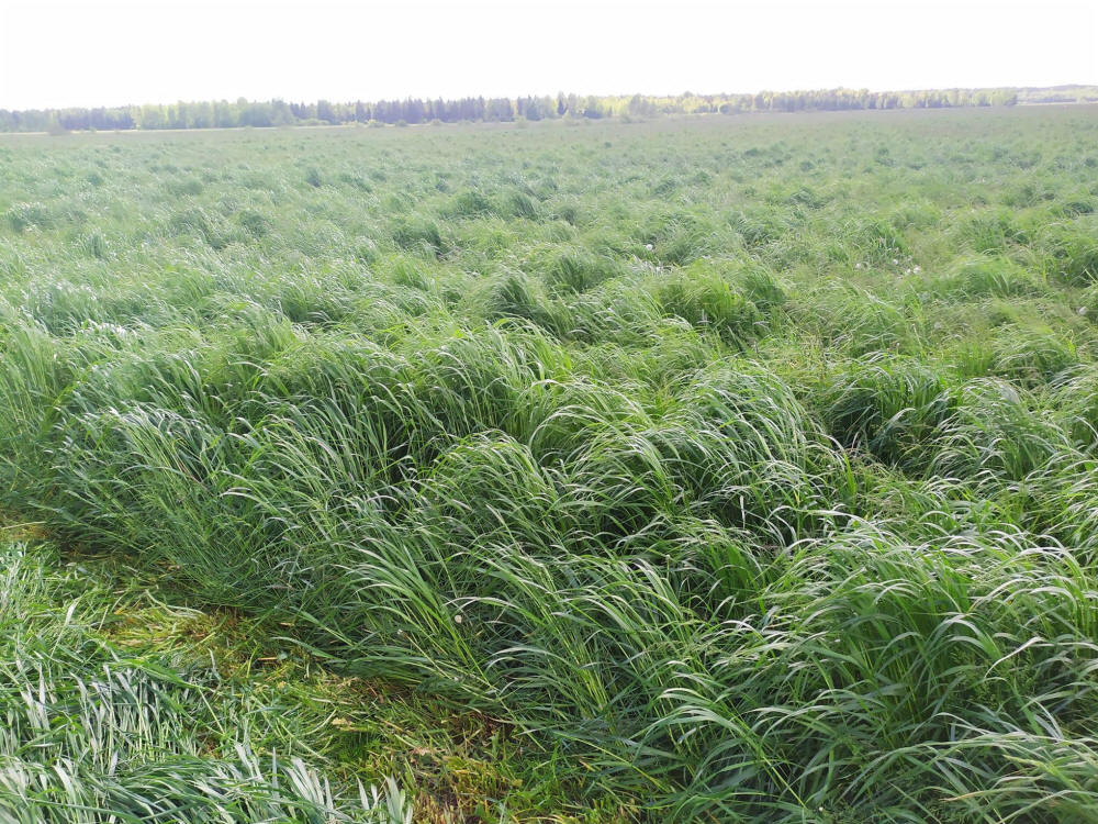 Trávne zmesi, športové trávniky, trávy, pastviny