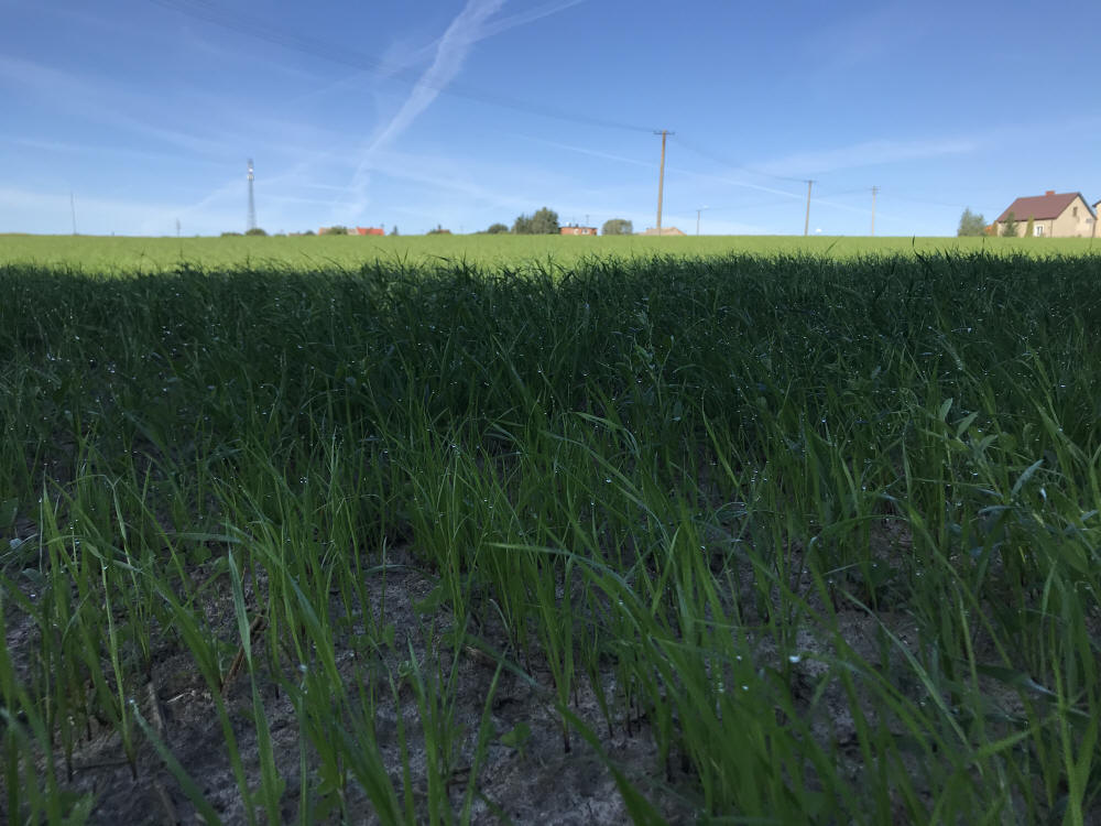 Trávne zmesi, športové trávniky, trávy, pastviny