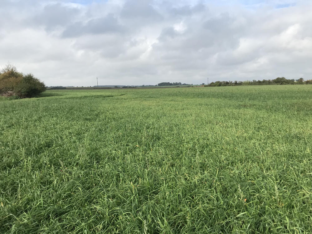 Trávne zmesi, športové trávniky, trávy, pastviny