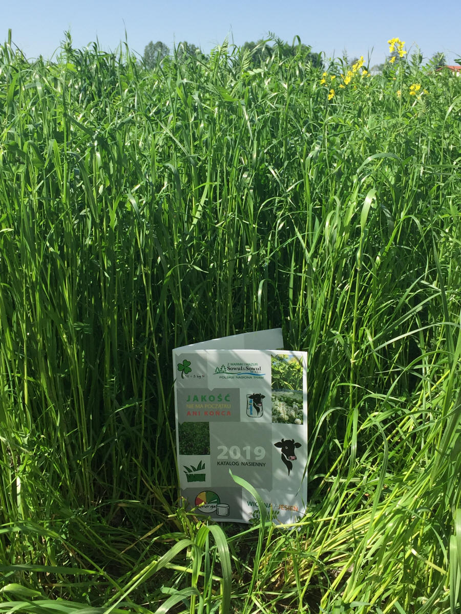 Trávne zmesi, športové trávniky, trávy, pastviny